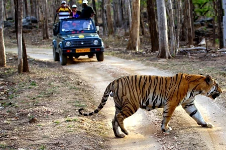 Tadoba Tour Package