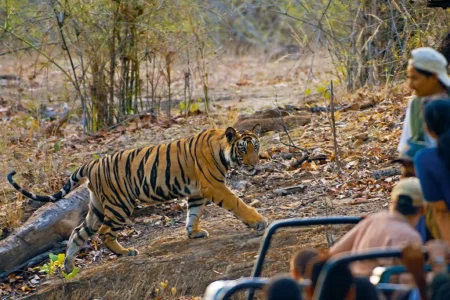 Pench 1 Night 2 Days Package