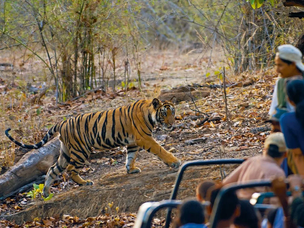 Pench 1 Night 2 Days Package