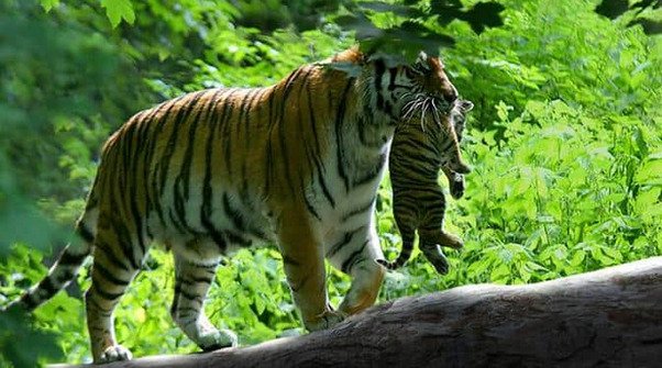 Best of wildlife at Svasara Jungle Lodge, Tadoba