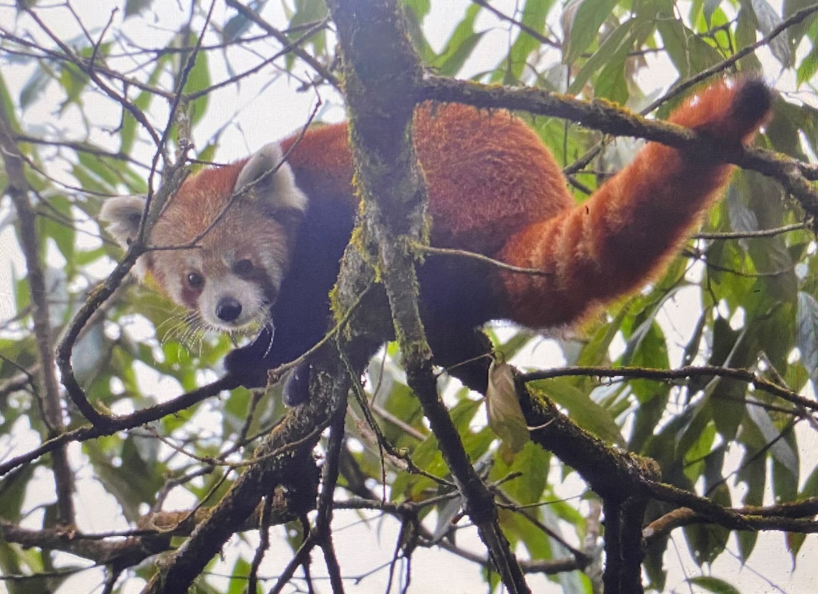 Mystical Himalyan Elusive Red Panda