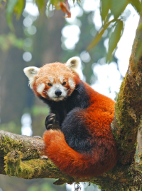 Mystical Himalyan Elusive Red Panda