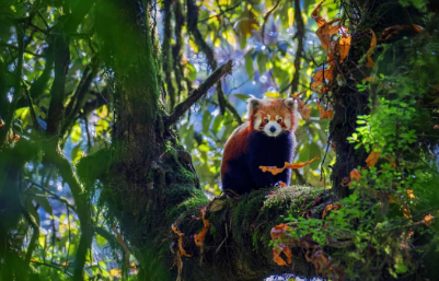 Mystical Himalyan Elusive Red Panda